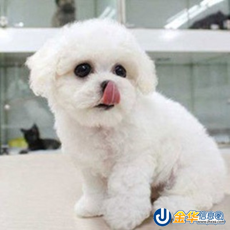 专业繁育宠物幼犬长期出售宠物幼犬 健康出售-金华犬舍